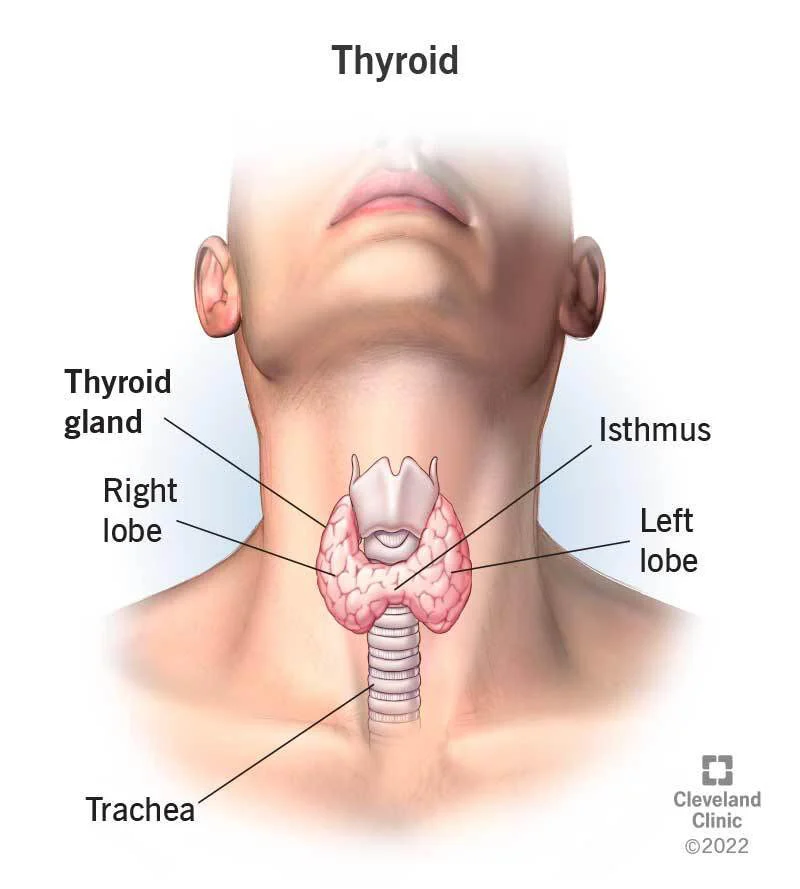 Thyroid swelling Thyroid swelling
